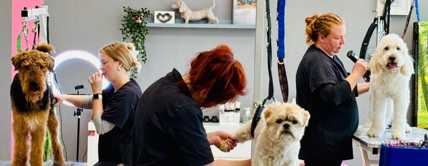 Drei Hundefriseure arbeiten an verschiedenen Hunden in einem modernen Salon.